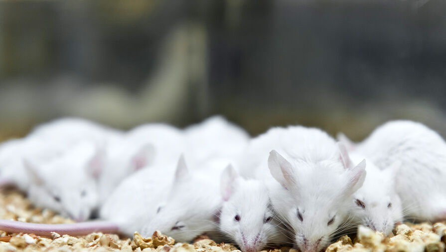 Ученые нашли у мышей способность к стратегическому мышлению